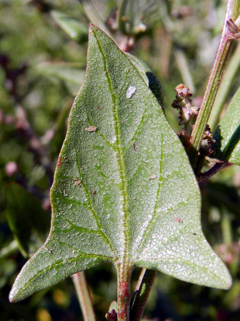 Atriplex sp. ?